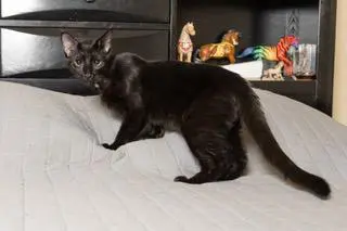 KITTEN TUCKER