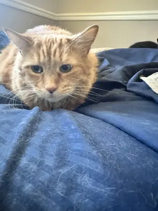 Tigger*