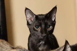 KITTEN TUCKER