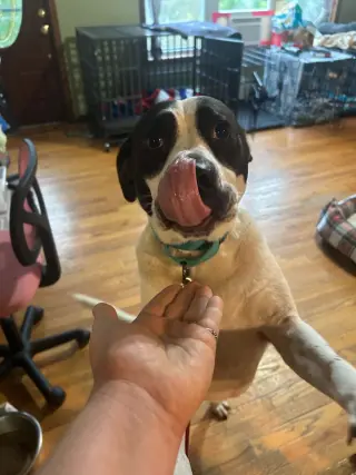 SCOUT