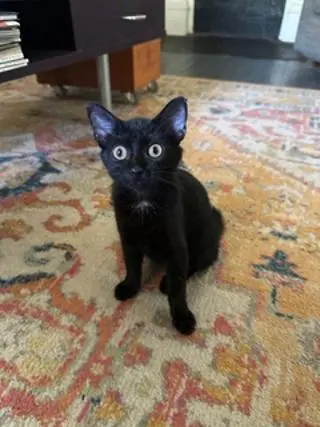 KITTEN CARLITA
