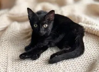 KITTEN CARLITA