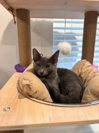 KITTEN IVAN