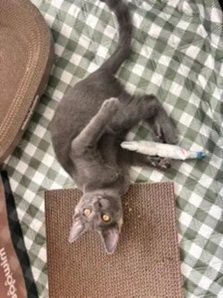 KITTEN IVAN