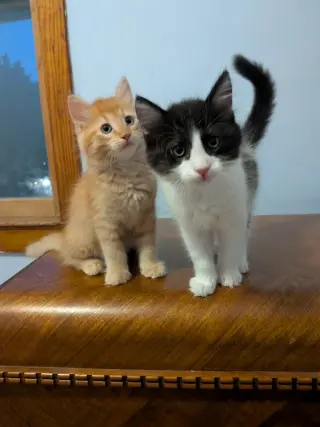 Jif - Pending Adoption / Skippy - Pending Adoption
