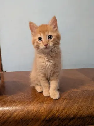 Jif - Pending Adoption / Skippy - Pending Adoption