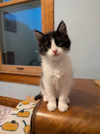 Jif - Pending Adoption / Skippy - Pending Adoption