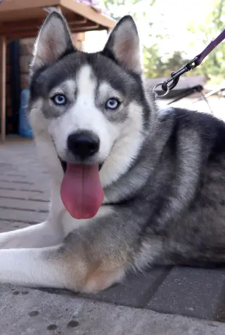 Mika