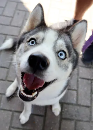 Mika