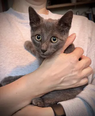 Georgie