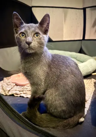 Georgie