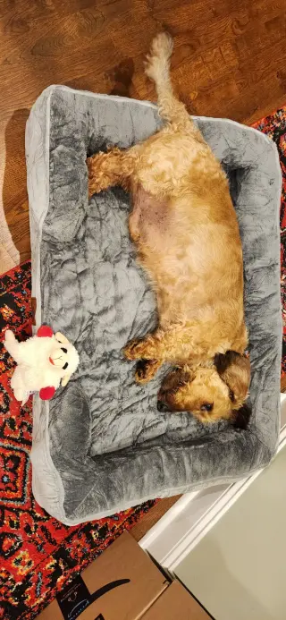 Fritz3 (Bonded with Louie4) In North Carolina