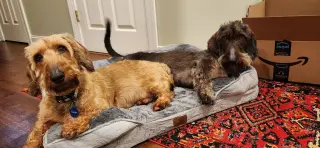 Fritz3 (Bonded with Louie4) In North Carolina