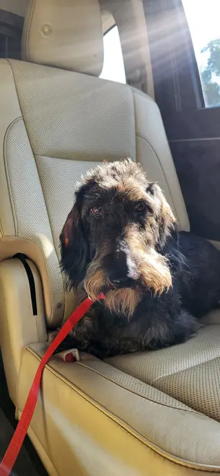 Louie4 (Bonded with Fritz3) In North Carolina