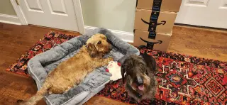 Louie4 (Bonded with Fritz3) In North Carolina