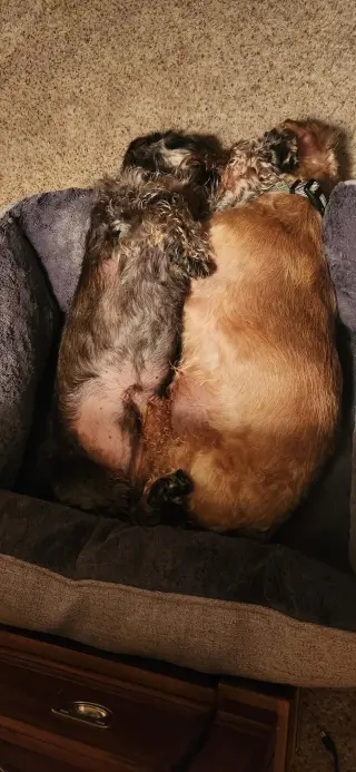 Louie4 (Bonded with Fritz3) In North Carolina