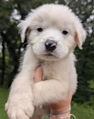 Cheddar