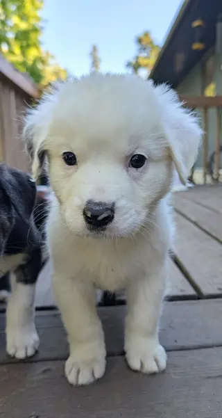Cheddar