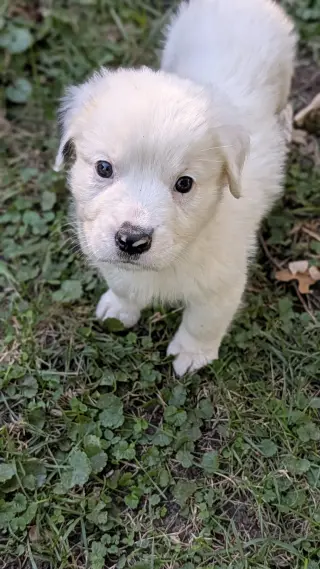 Cheddar