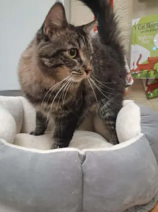 Mowgli