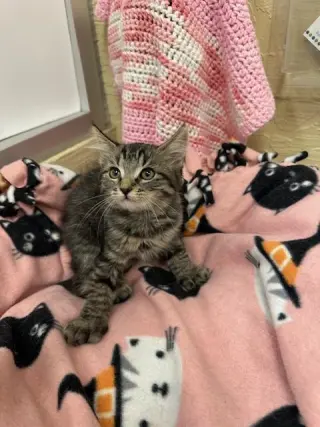 Mowgli