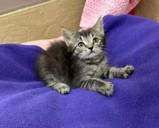 Mowgli