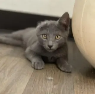 Kitten 28000 (Little Foot)