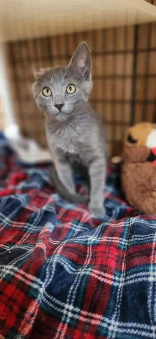 Kitten 28000 (Little Foot)