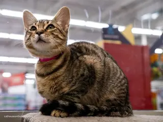 Carmie