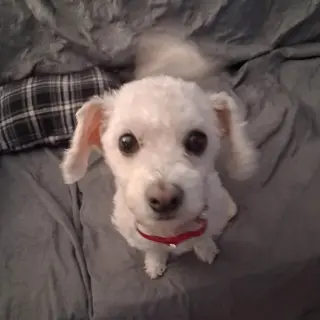 Sugar