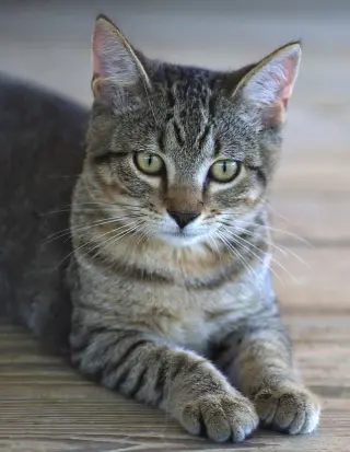 Nash