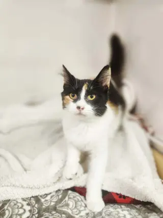 Cali