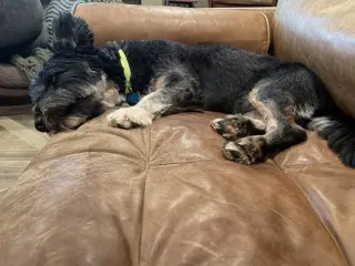 Waldo