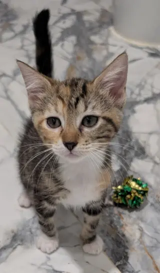 Pixie