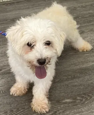 Fluffy