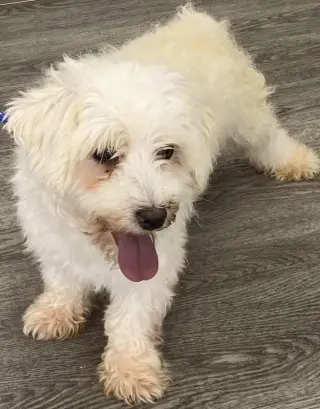 Fluffy
