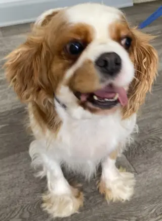 Penny