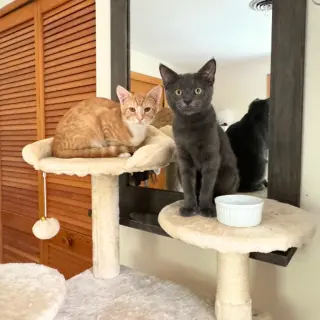 Poblano & Tabasco