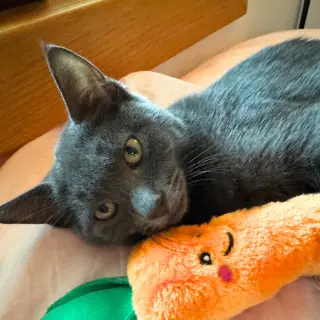 Poblano & Tabasco