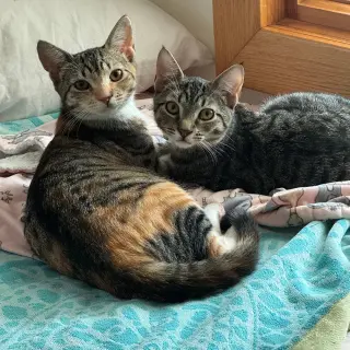 Jalapeno & Pimento