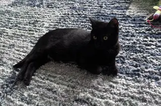 Binx, Willow Grove Area, (FCID 8/26/2026-148)