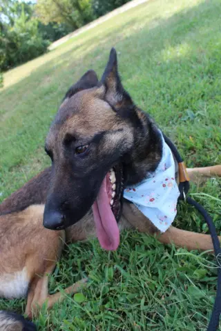 Lark - Located in VA