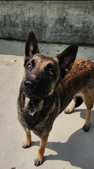 Lark - Located in VA