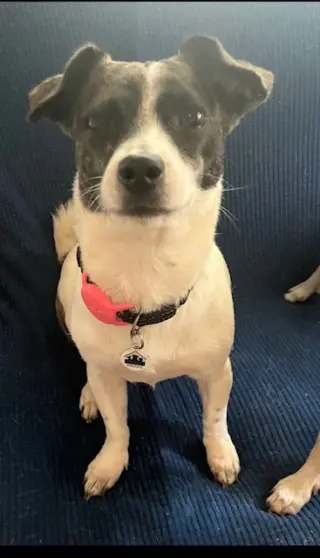 Noa