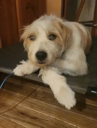 Ringo