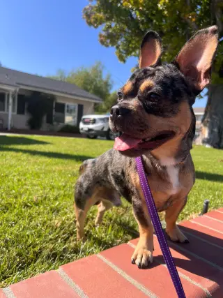 Frenchie
