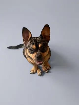 Frenchie