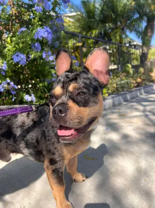 Frenchie