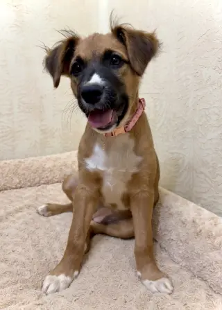 Sophia