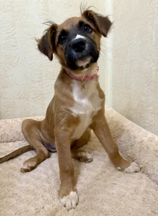 Sophia